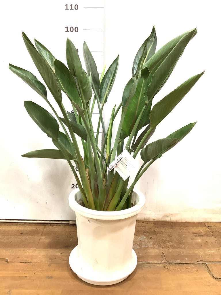 大株で細葉の個体のストレッチア・レギネ10号鉢 観葉植物 ストレリチアレギネ（10号鉢）｜HanaPrime（ハナプライム）