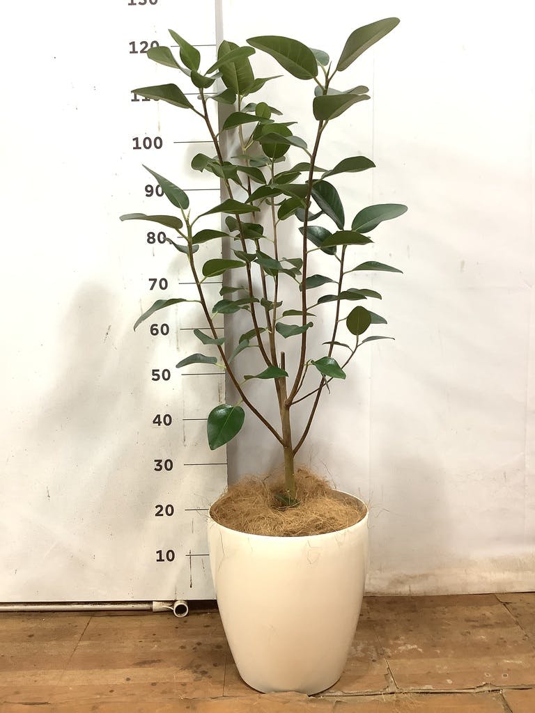 観葉植物 フランスゴムの木 8号 ノーマル ラスターポット 付き | 観葉植物ならHitoHana(ひとはな)