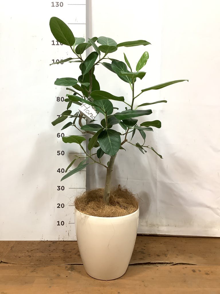 観葉植物 フィカス ベンガレンシス 8号 曲り ラスターポット 付き