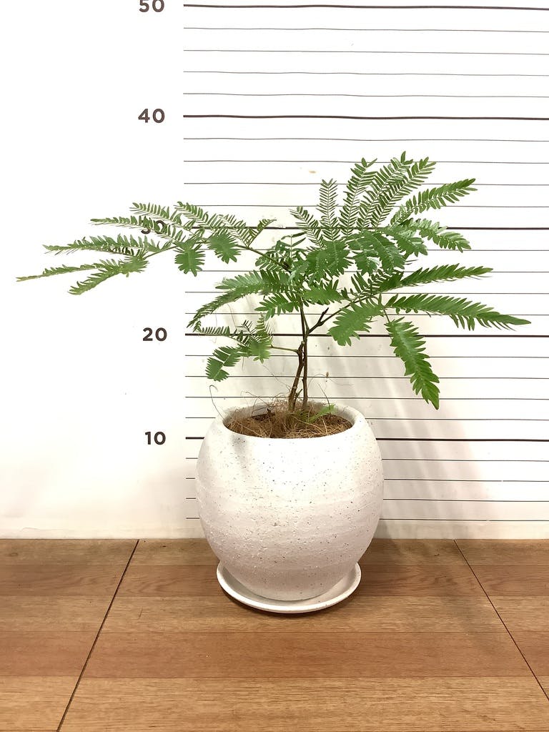 観葉植物 エバーフレッシュ【180cm】9号 プラスチック鉢 #69996 ※1都3