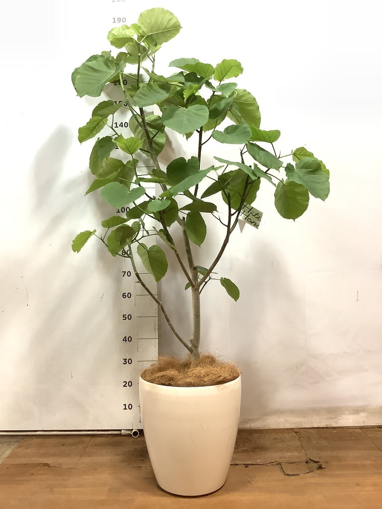 観葉植物 フィカス ウンベラータ 10号 ノーマル エコストーンGray 付き | 観葉植物ならHitoHana(ひとはな)