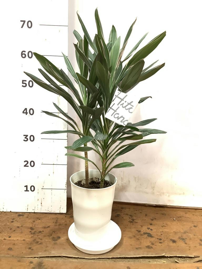 観葉植物 コルディリネ (コルジリネ) サンゴ 6号 プラスチック鉢