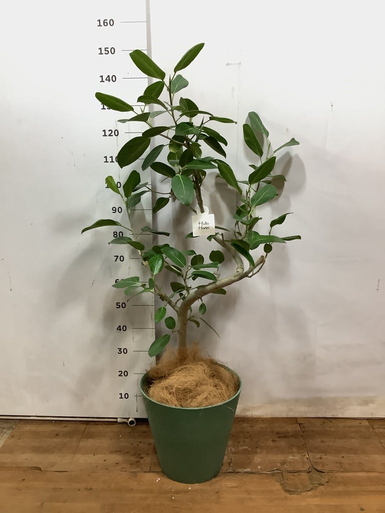 観葉植物 フィカス ベンガレンシス 8号 曲り アートストーン ラウンド