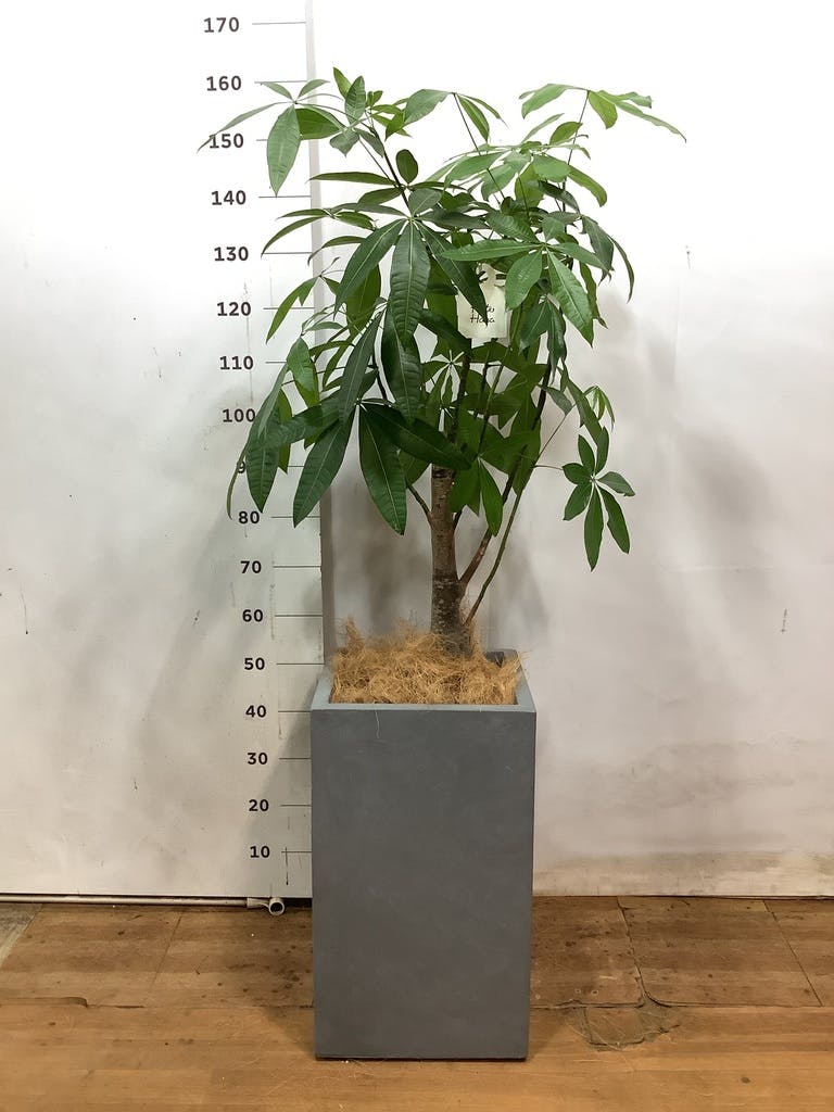 観葉植物 パキラ 8号 ねじり ラスターポット 付き | 観葉植物