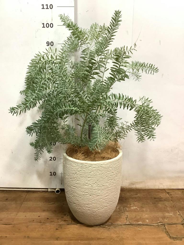 観葉植物 アカシア ブルーブッシュ 8号 ラスターポット white 付き