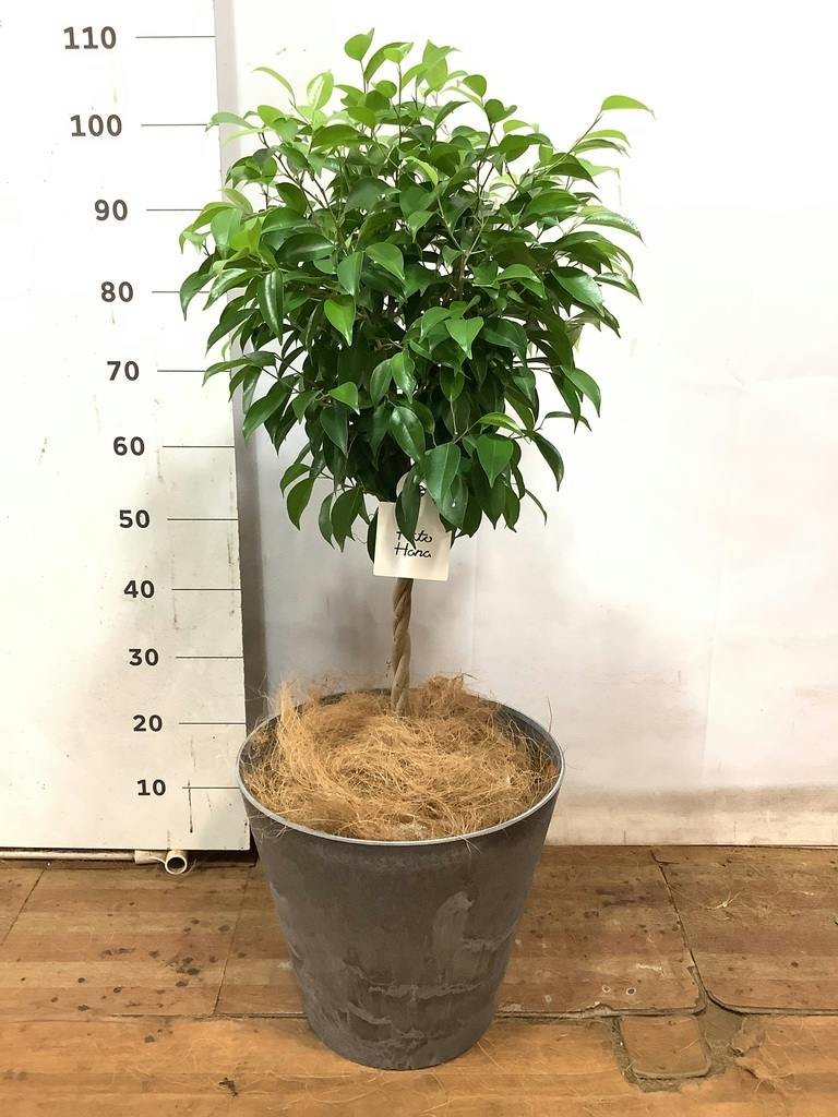 観葉植物 フィカス ベンジャミン 8号 玉造りアートストーン ラウンド