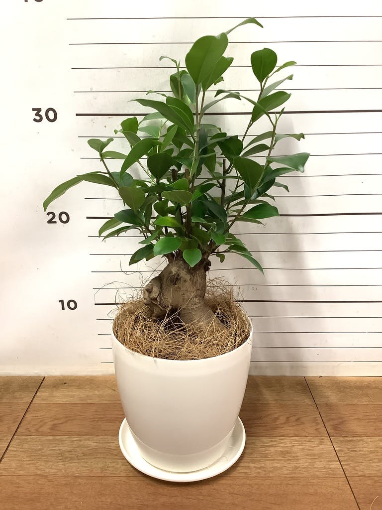 観葉植物 ガジュマル 4号 プラスチック鉢 | 観葉植物ならHitoHana(ひと