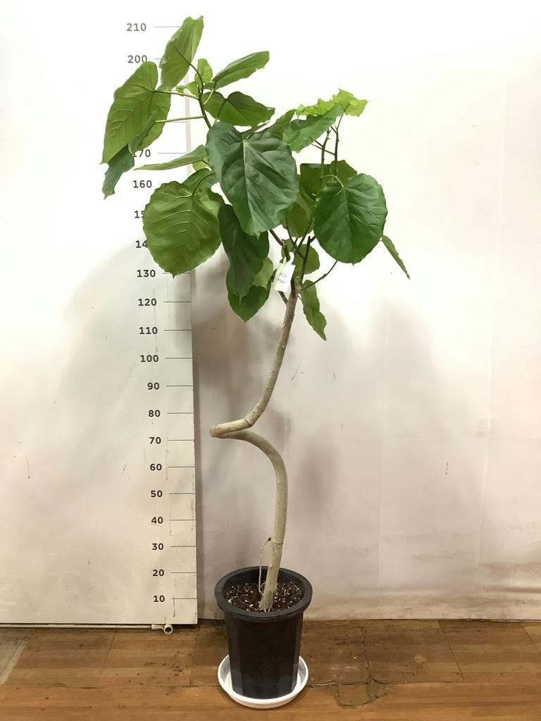 観葉植物 フィカス ウンベラータ 10号 曲がり プラスチック鉢 | 観葉