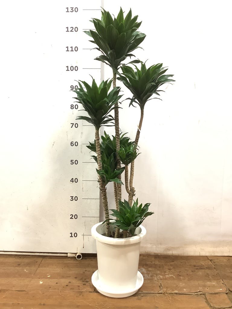 その他観葉植物 hapiAnthurium subsignatum 観葉植物 アジアンタム 5号 プラスチック鉢 | 観葉植物なら