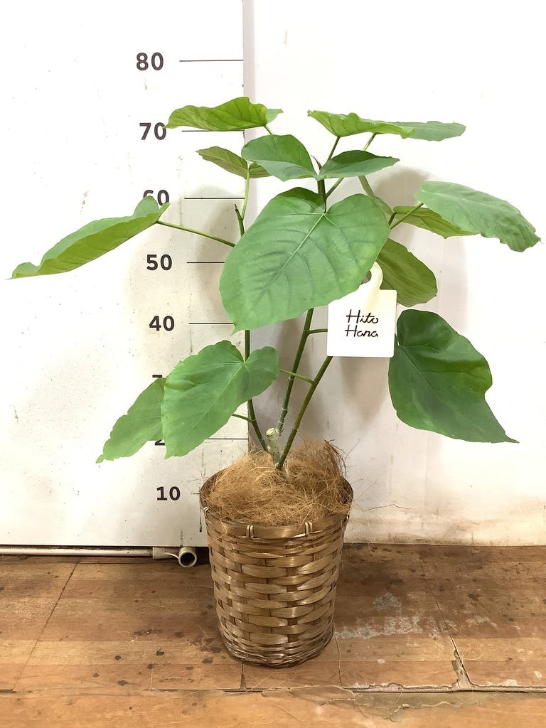 観葉植物 フィカス ウンベラータ 6号 ノーマル 竹バスケット