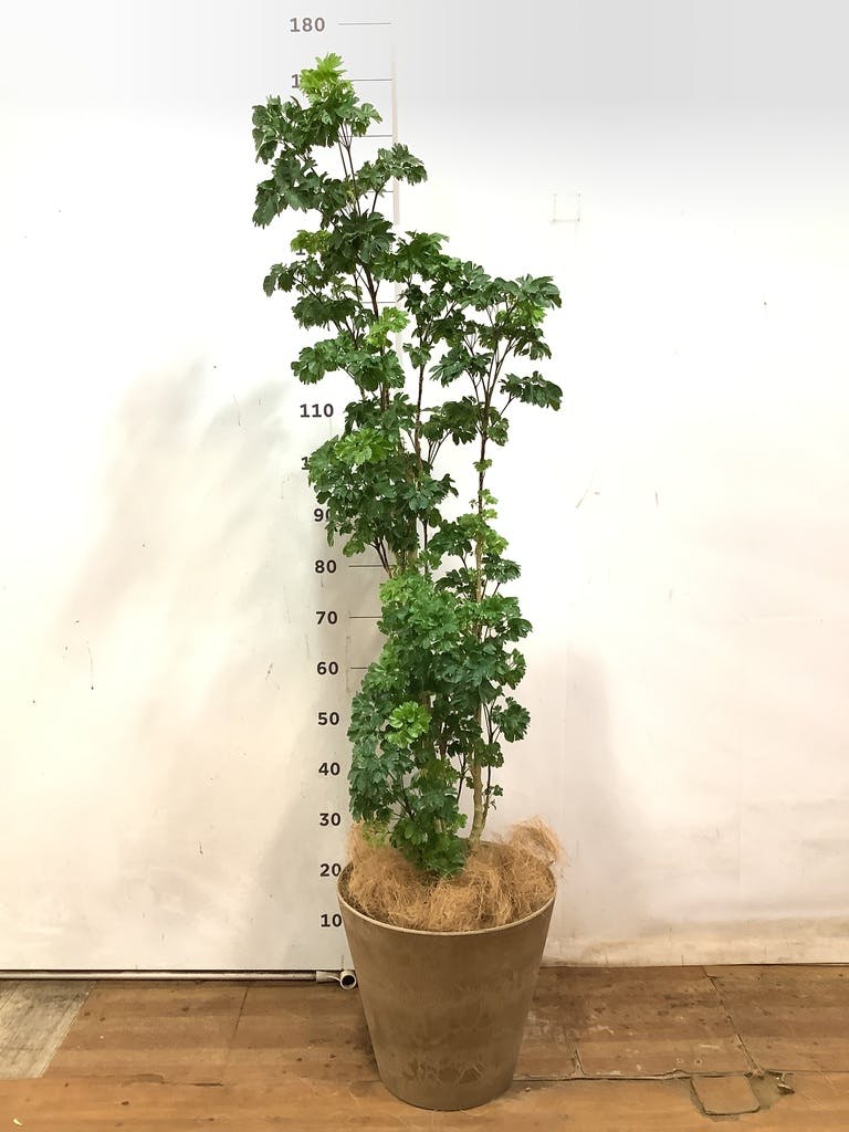 ccc0f997-89be-4efa-be9d-