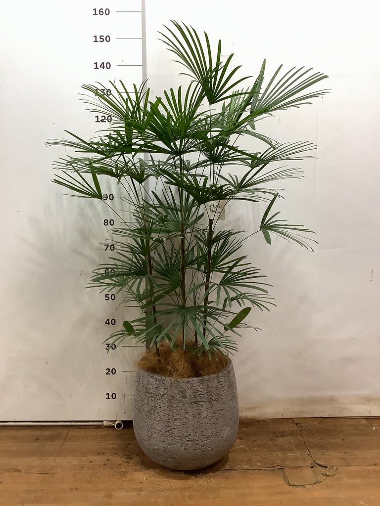 ウンナンシュロチク | 観葉植物通販HitoHana(ひとはな)