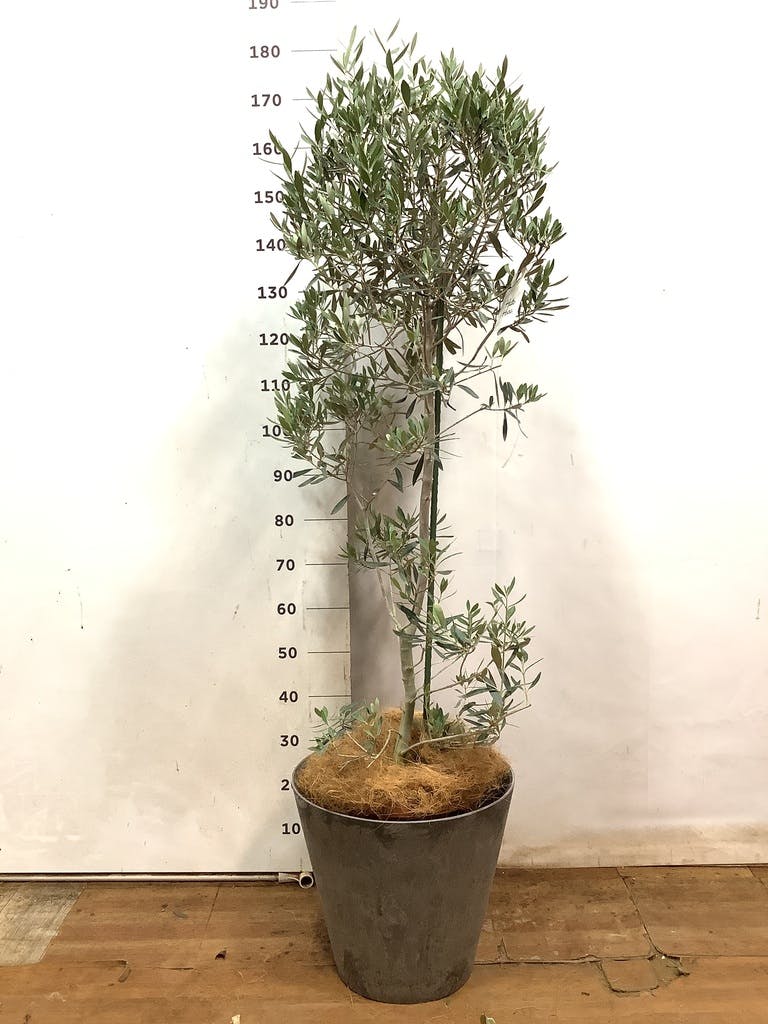 観葉植物 オリーブの木 10号 チプレッシーノ キューブ ラテルストーン