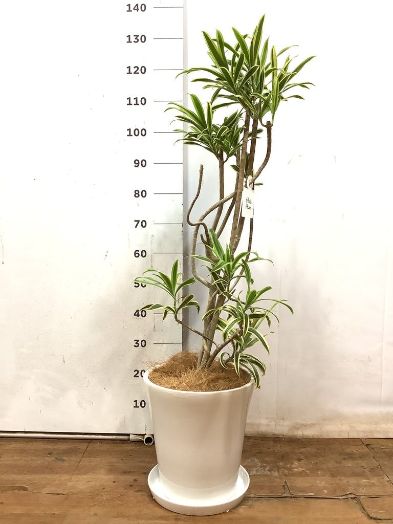 ドラセナ ソング オブ インディア | 観葉植物通販HitoHana(ひとはな)