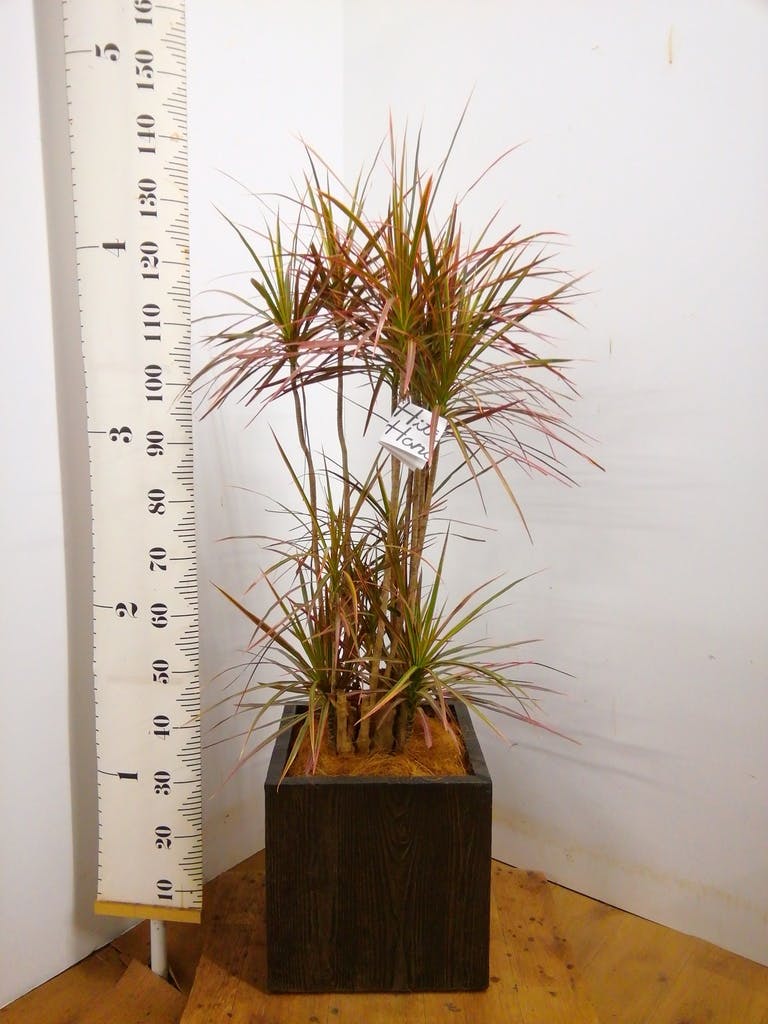 観葉植物 ドラセナ コンシンネ レインボー 8号 ストレート ベータ