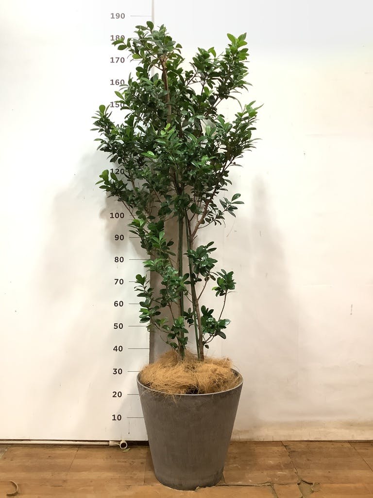 ガジュマル 大型 | 観葉植物通販HitoHana(ひとはな)