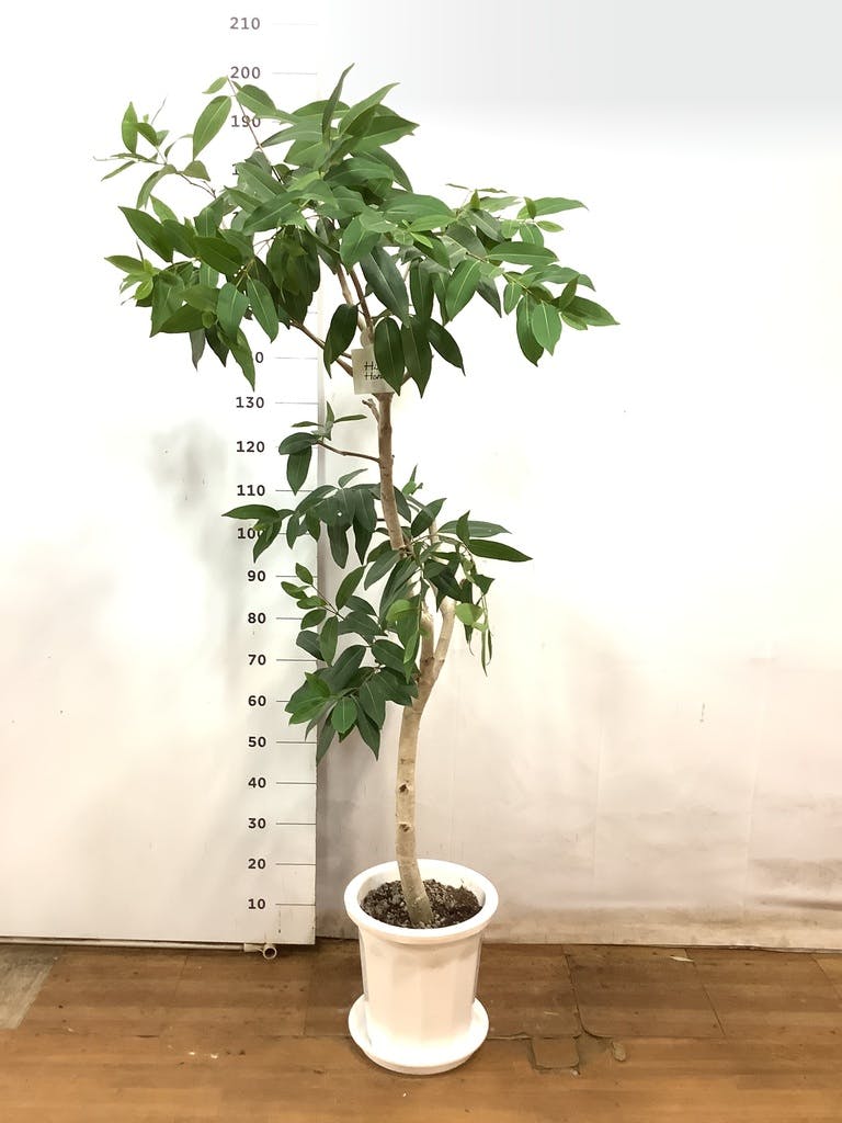 観葉植物 アマゾンオリーブ (ムラサキフトモモ) 10号