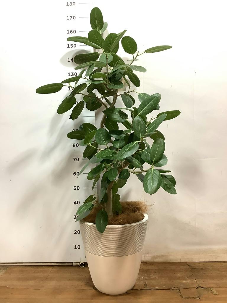 観葉植物 フィカス ベンガレンシス 8号 曲り プラスチック鉢 | 観葉