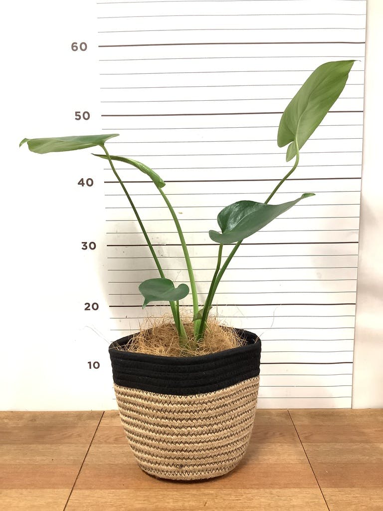 観葉植物 モンステラ 4号 ボサ造り プラスチック鉢 | 観葉植物なら