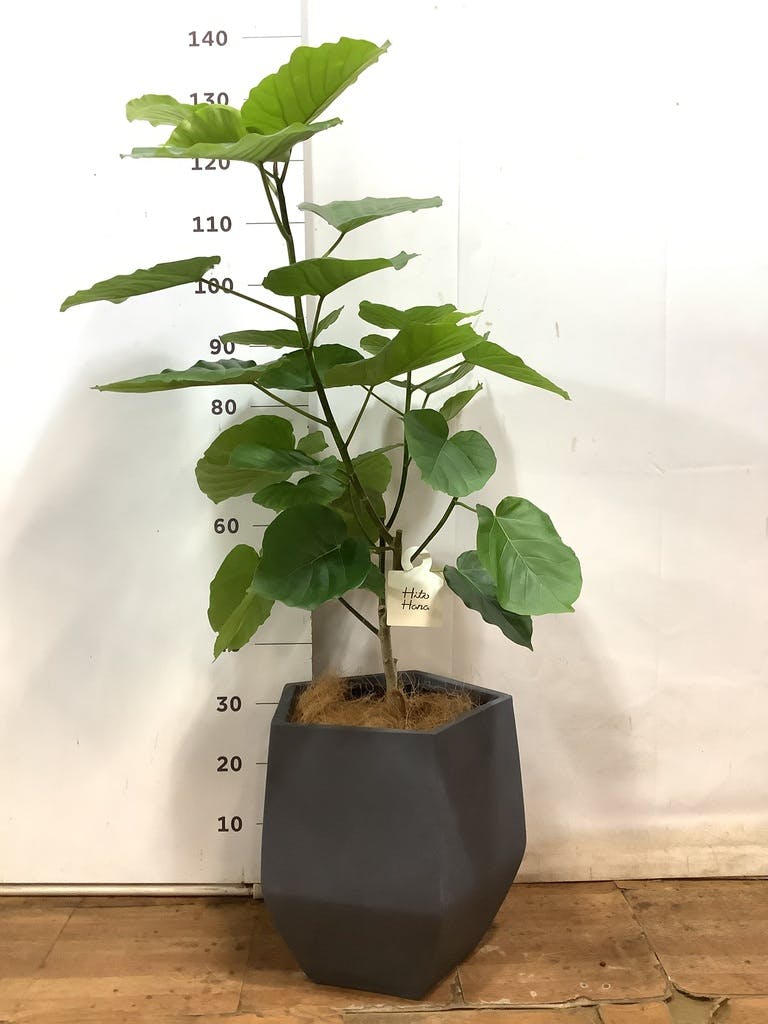 観葉植物 フィカス ウンベラータ 【お祝いにおすすめ】8号 アート