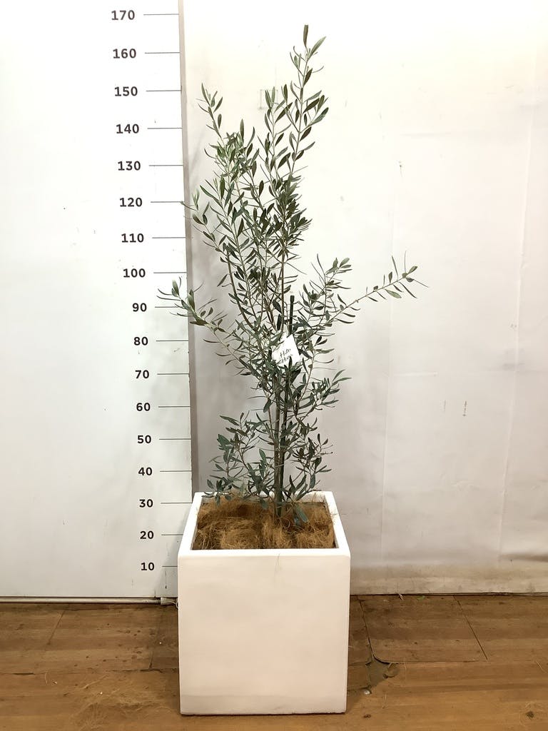 観葉植物 オリーブ 8号 チプレッシーノ ファイバークレイ Gray 付き