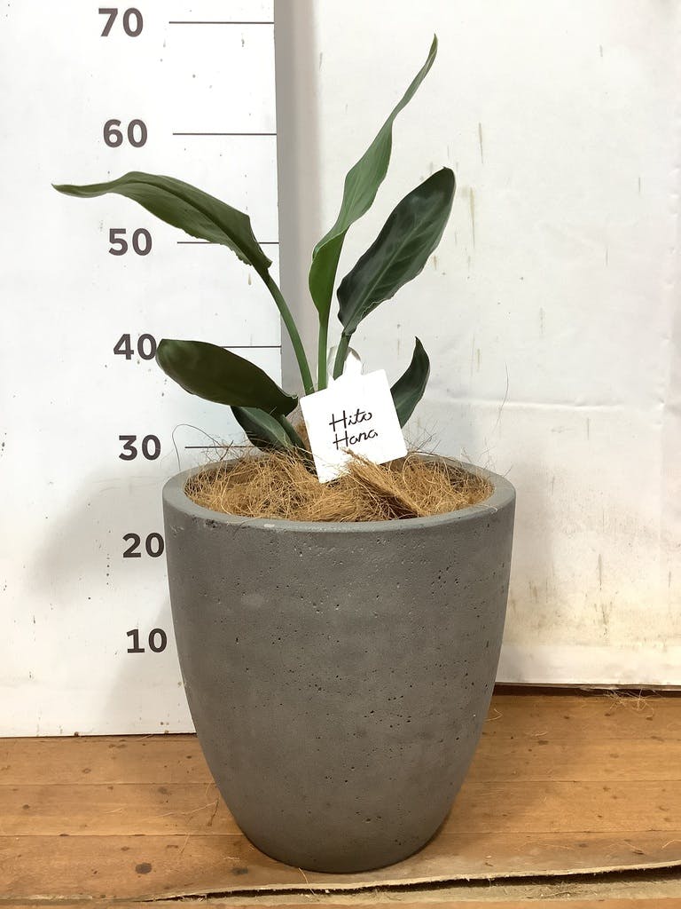 ストレチア レギネ 10号 | 観葉植物 | インテリアやギフトに