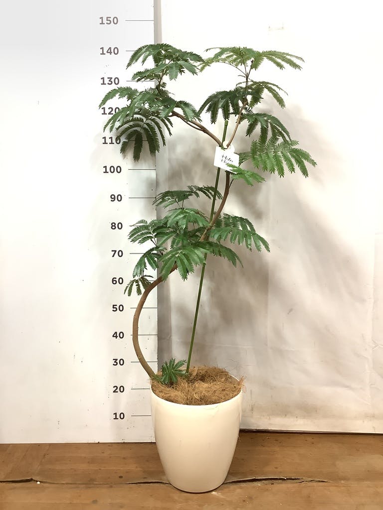 観葉植物 エバーフレッシュ 8号 曲り ラスターポット 付き | 観葉植物ならHitoHana(ひとはな)