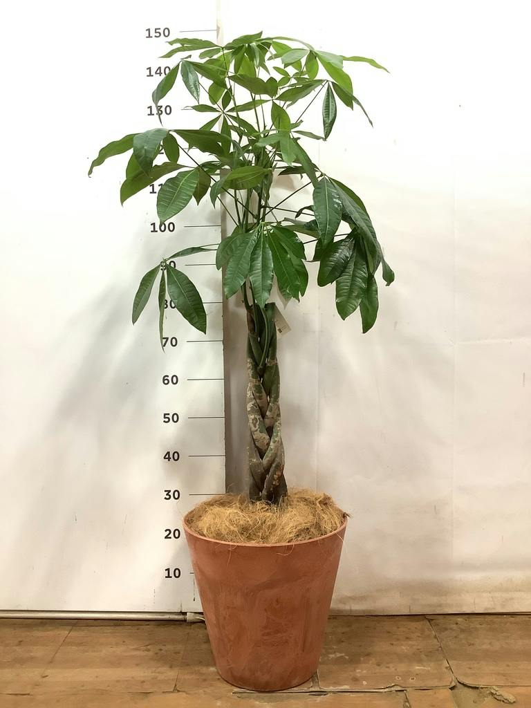 観葉植物 パキラ 8号 ねじり アートストーン ラウンド TERRA 付き
