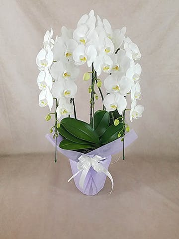 (直接取引のみ)白い胡蝶蘭のスタンド花 胡蝶蘭中大輪 白 ダイヤモンドスター 3本立ち | 胡蝶蘭なら