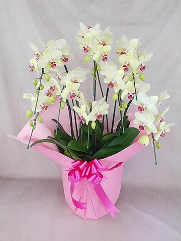 8本立ちの胡蝶蘭の通販 | HitoHana（ひとはな）