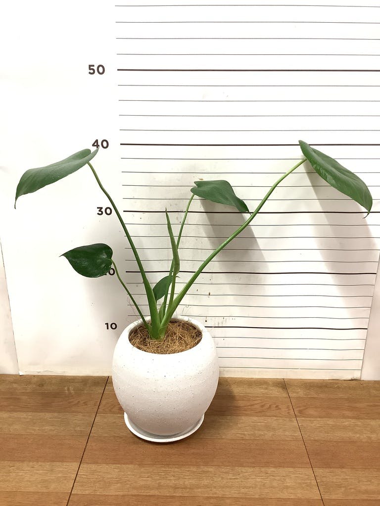モンステラ 4号 | 観葉植物通販HitoHana(ひとはな)