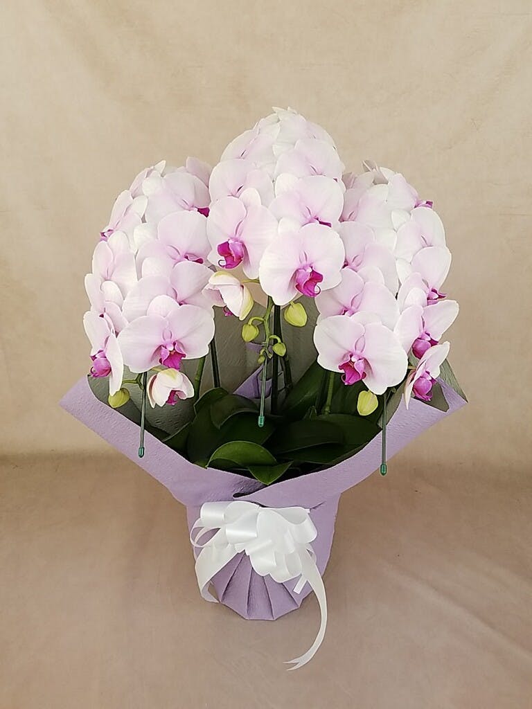 胡蝶蘭中大輪 ピンク ドリームキャンディ 3本立ち | 胡蝶蘭なら