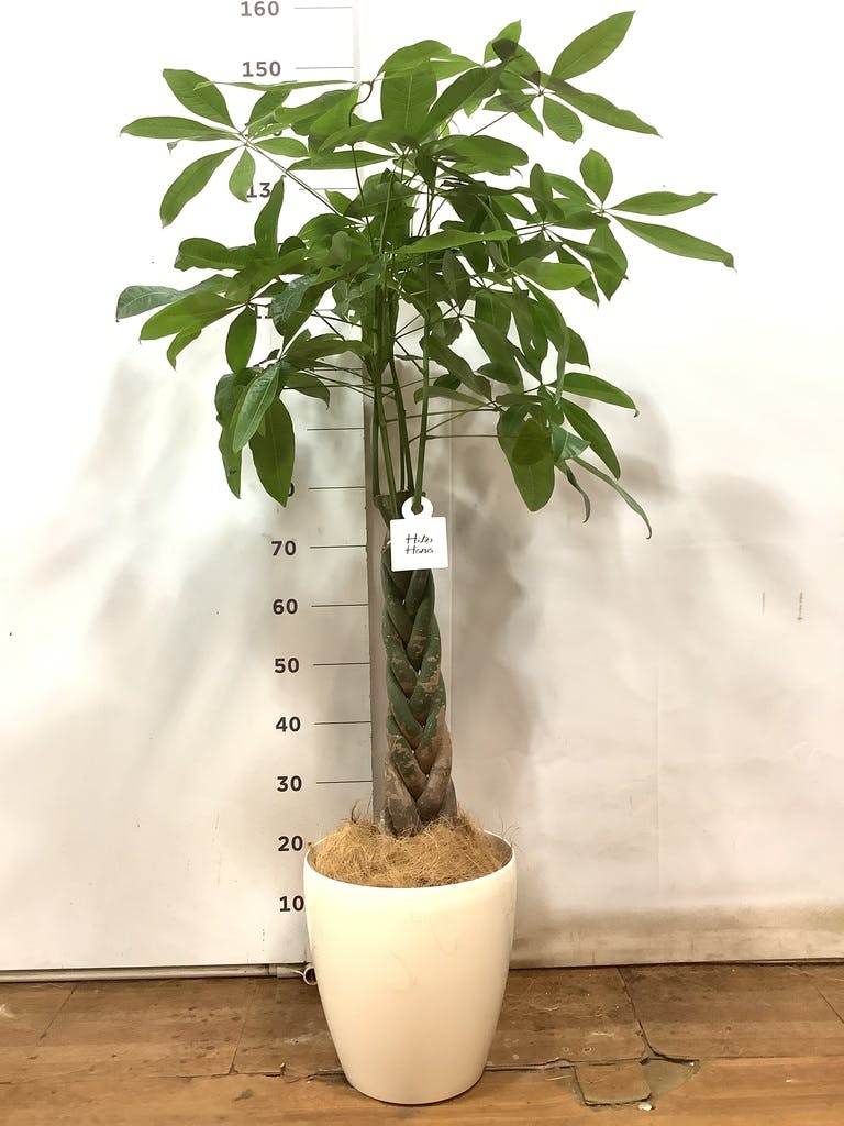 観葉植物 パキラ 8号 ねじり ラスターポット 付き | 観葉植物ならHitoHana(ひとはな)