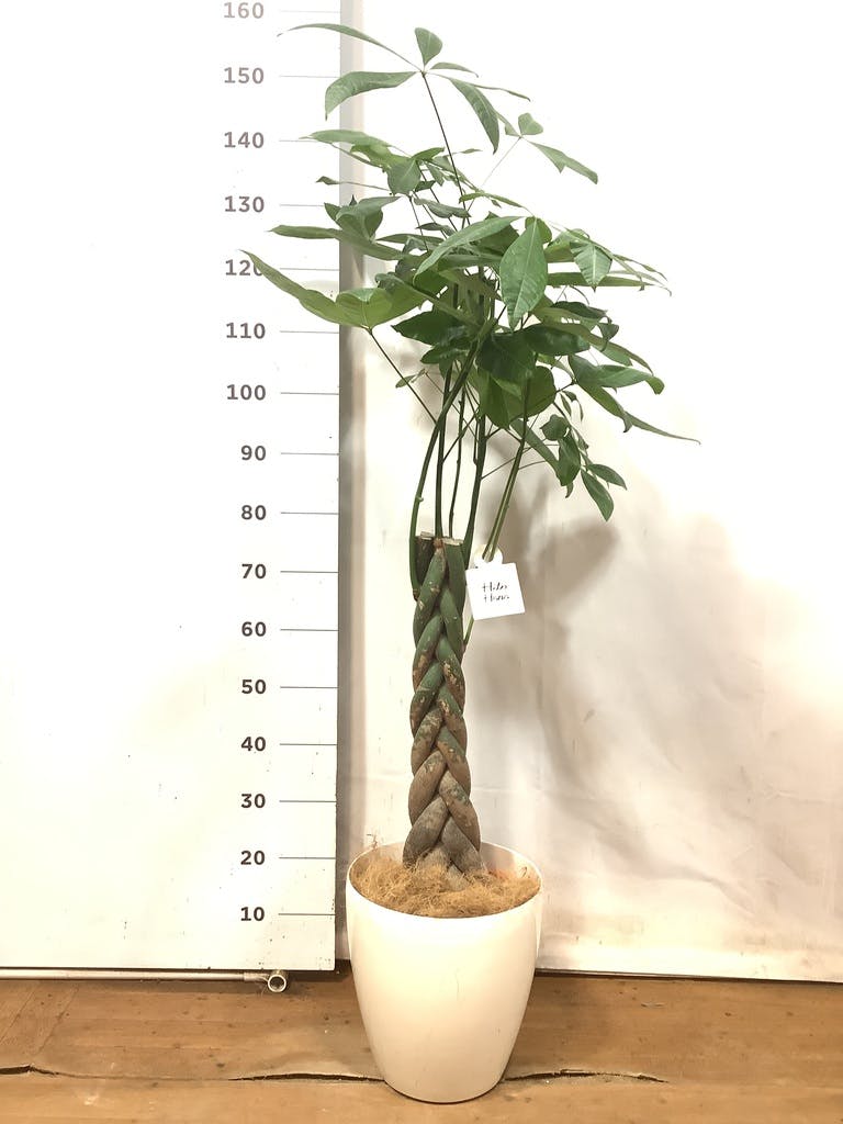 観葉植物 パキラ 8号 ねじり ラスターポット 付き | 観葉植物ならHitoHana(ひとはな)