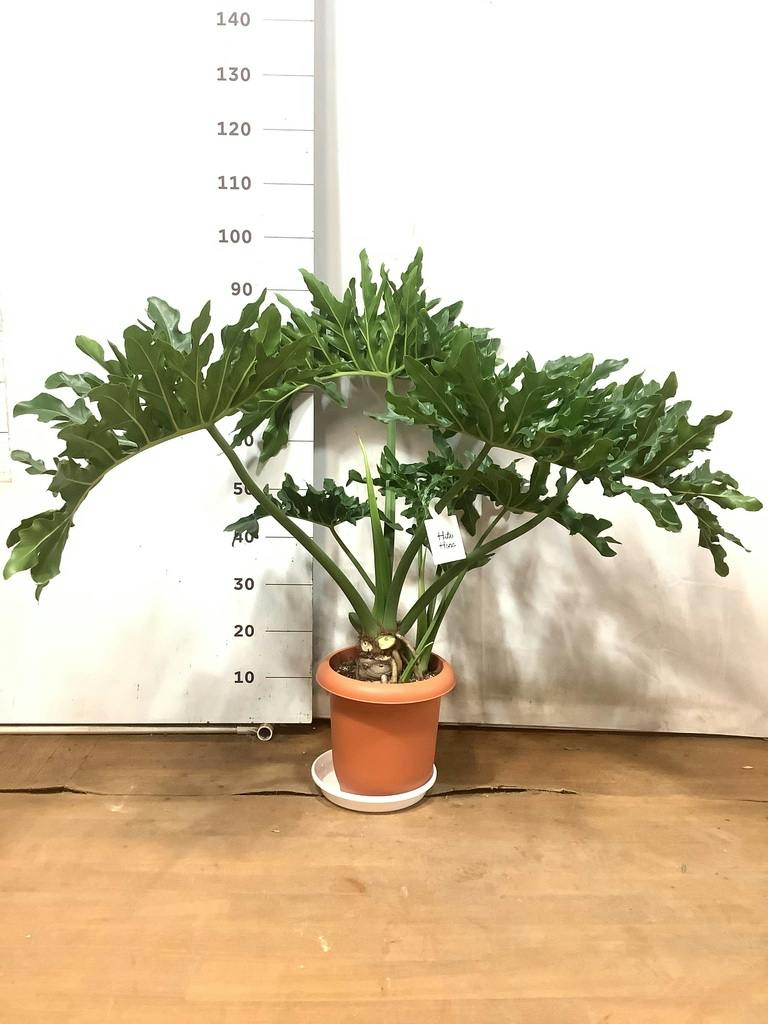 観葉植物 フィロデンドロン 8号 セローム ヒトデカズラ ボサ造り
