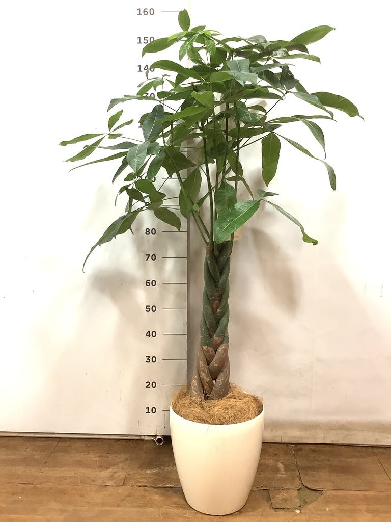 観葉植物 パキラ 8号 ねじり ラスターポット 付き | 観葉植物ならHitoHana(ひとはな)