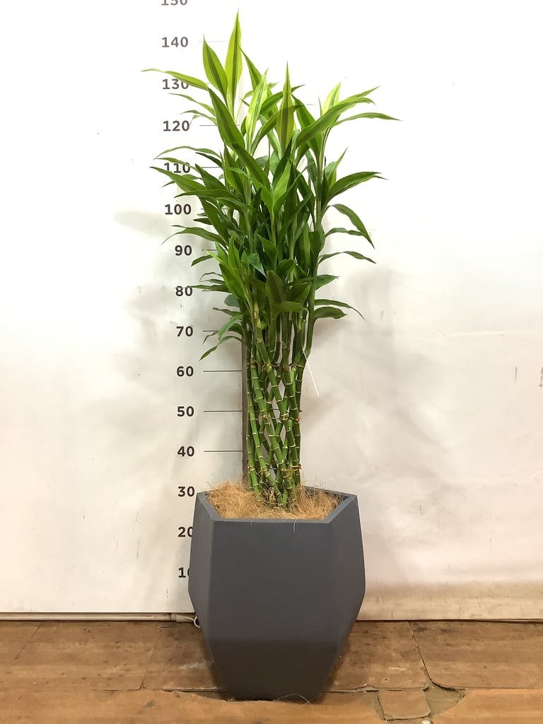 観葉植物 ドラセナ ミリオンバンブー（幸運の竹） 8号 ゴールド