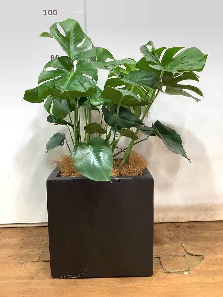 観葉植物 モンステラ 8号 ボサ造り ベータ キューブプランター 黒 付き