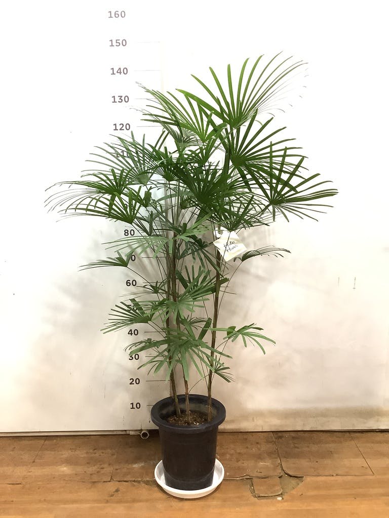 観葉植物 ウンナンシュロチク（雲南棕櫚竹） 8号 パボ トール アースブラウン 付き | 観葉植物ならHitoHana(ひとはな)