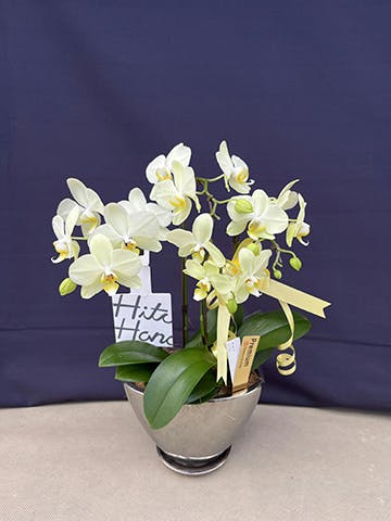 ミディ胡蝶蘭 イエロー ティンカーベル 3本立ち 5.5号 | 胡蝶蘭