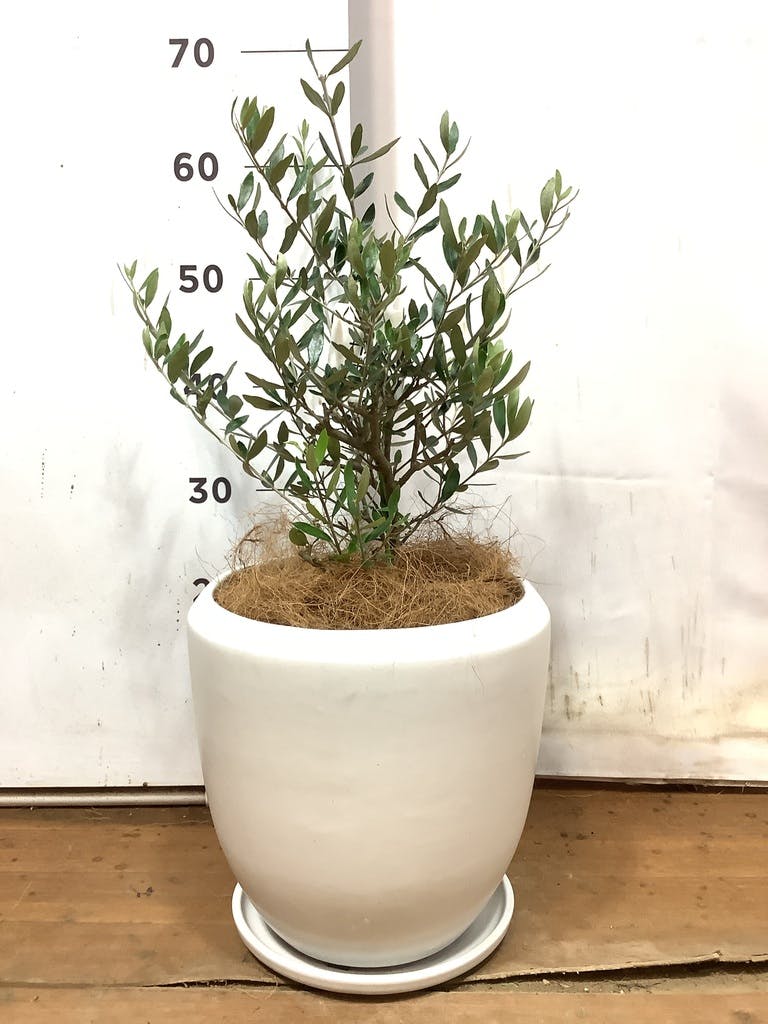 オリーブの木 コロネイキ | 観葉植物 | 送料無料でお届け - Hitohana 