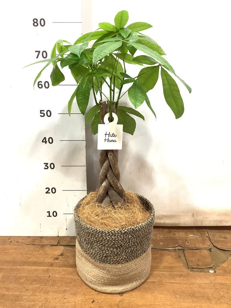 観葉植物 パキラ 6号 ねじり ジュートバスケット ツートーン