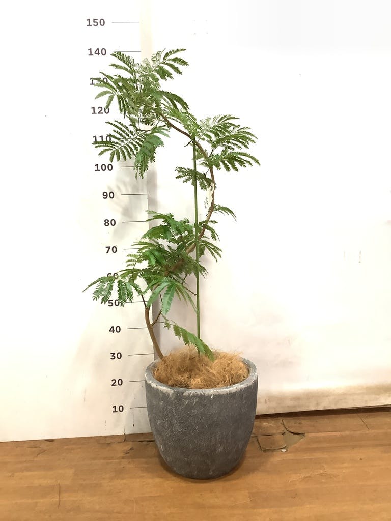 観葉植物 エバーフレッシュ 8号 曲り アビスソニアミドル 灰