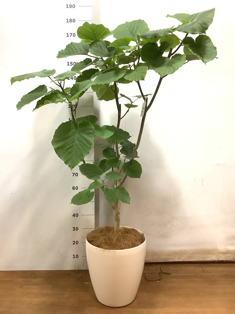 観葉植物 フィカス ウンベラータ 10号 ノーマル ラスターポット 付き | 観葉植物ならHitoHana(ひとはな)