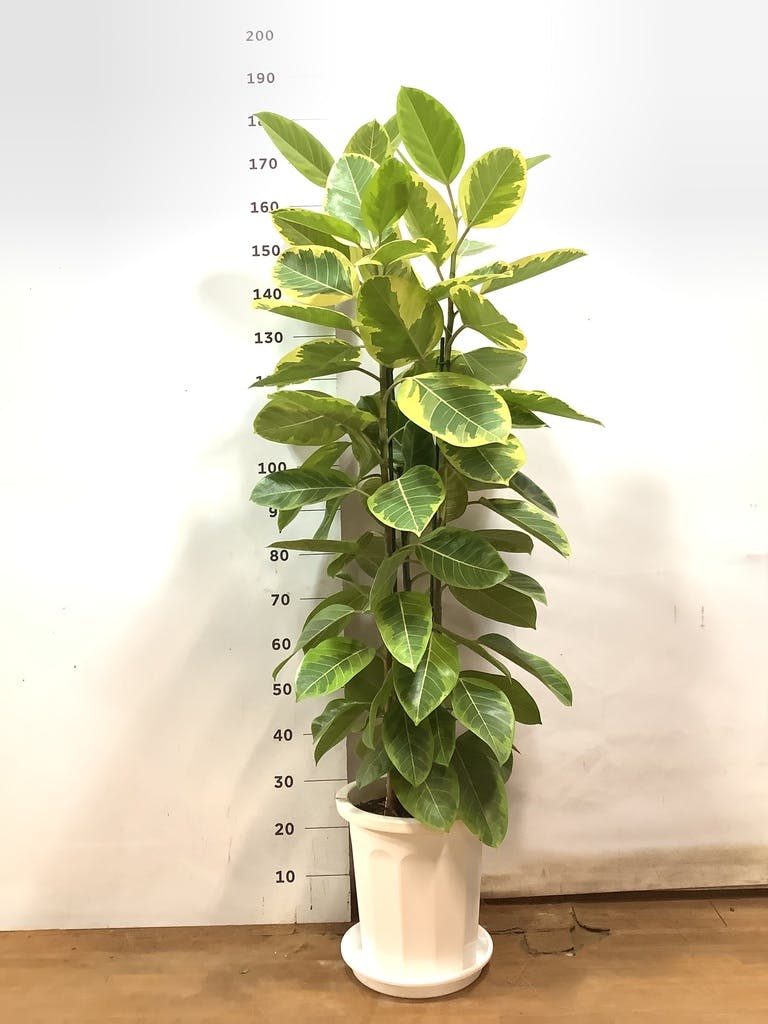 観葉植物 フィカス アルテシーマ 10号 3本立ち プラスチック鉢 | 観葉