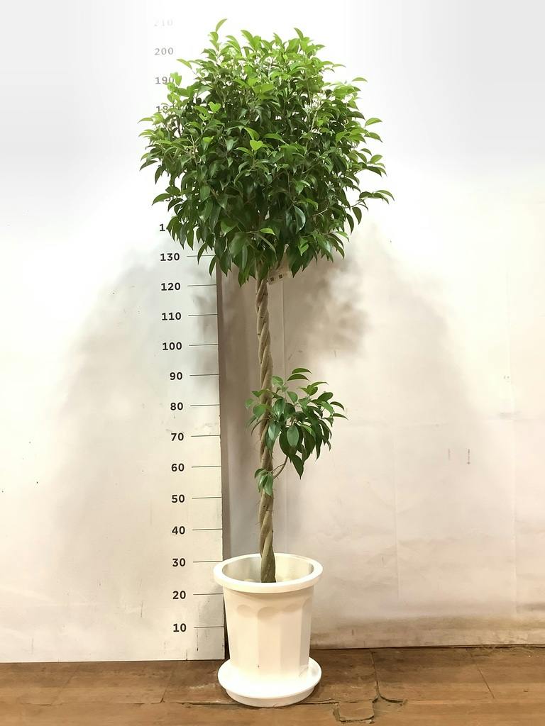 観葉植物 フィカス ベンジャミン 10号 玉造り プラスチック鉢 | 観葉