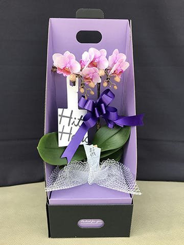 お供え】ミニ胡蝶蘭 ピンク 2本立ち 2WAYボックス | 胡蝶蘭なら