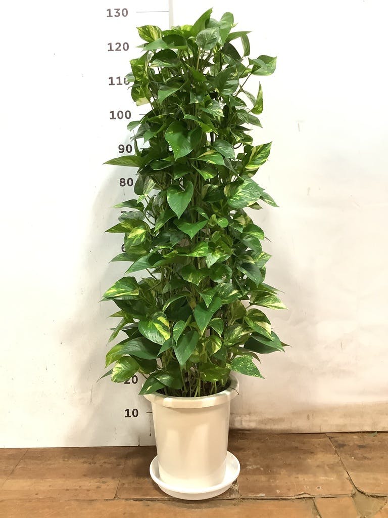観葉植物 ポトス 8号 プラスチック鉢 | 観葉植物ならHitoHana(ひとはな)