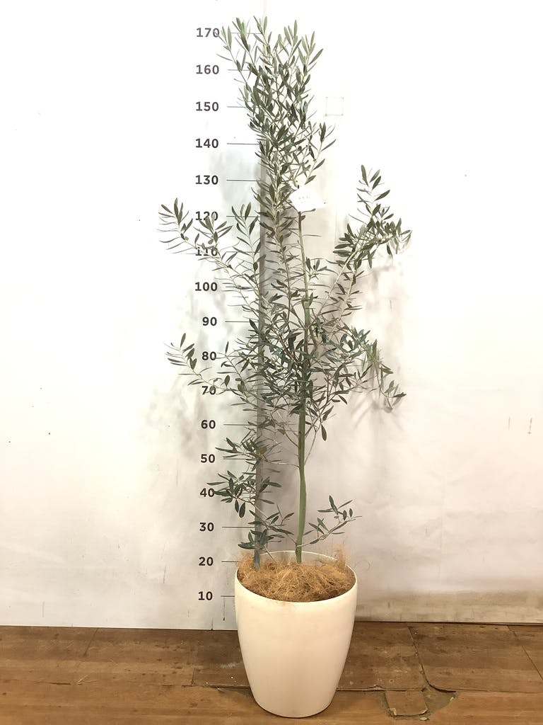 開花中✨ オリーブ チプレッシーノ Lサイズ 観葉植物 calm cafe オリーブ・チプレッシーノ L #2 | 観葉植物の通販 AND PLANTS