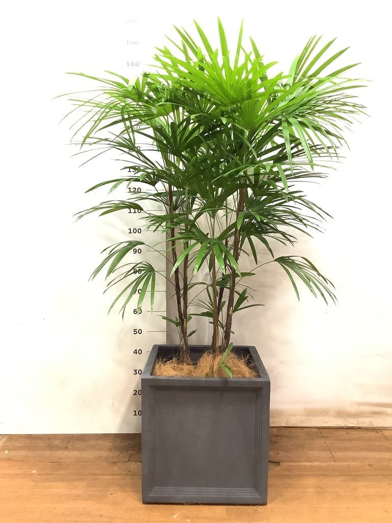 観葉植物 シュロチク（棕櫚竹） 10号 ブリティッシュキューブ 付き
